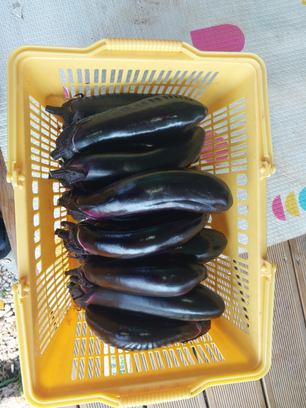 국내산 홍천청정농산물 강원도 홍천 못난이 가지 50개